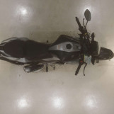 Мотоцикл Suzuki GIXXER250 с пробегом 3891 km