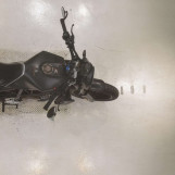 Мотоцикл Husqvarna SVARTPILEN 701 з пробігом 11657 km