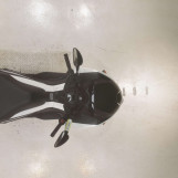 Мотоцикл Honda FAZE з пробігом 10618 km