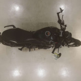 Мотоцикл Triumph TRIDENT660 з пробігом 7638 km